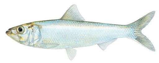 Skipjack Shad